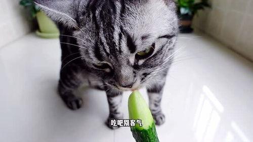 猫咪吃不吃素瓜