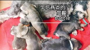 狗吃小瓜鸡蛋,小瓜鸡蛋大餐