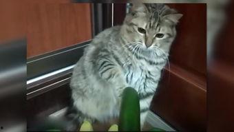 小猫吃生瓜,小猫的生瓜探险记