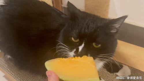 猫咪吃哈密瓜,哈密瓜的甜蜜诱惑