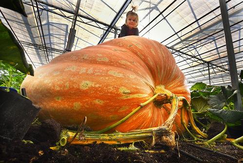 龙洞吃大瓜,大瓜盛宴背后的神秘传说