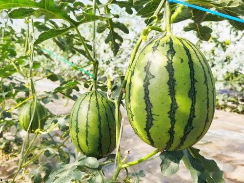 只吃特甜的瓜是什么瓜,揭秘只吃特甜的瓜是哪一种瓜