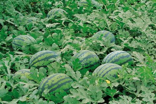 永久吃瓜群749915