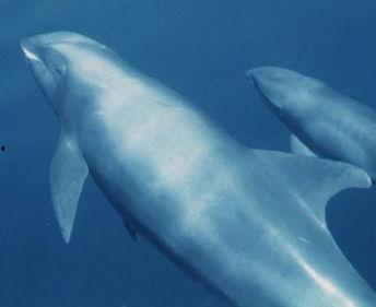 鲸牙吃瓜少女,少女心动的奇幻之旅