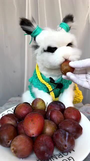 大熊吃网纹瓜,一场味蕾与自然的邂逅