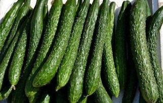 减肥可以吃风瓜吗