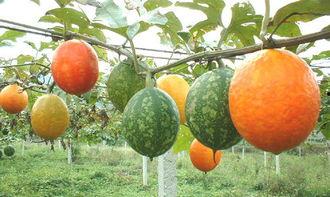 吊瓜怎么炒着吃,家常美味新尝试